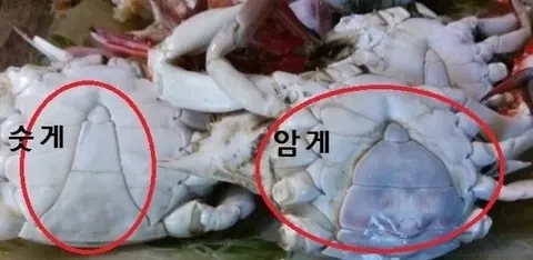 이 게 여자임..._4.webp