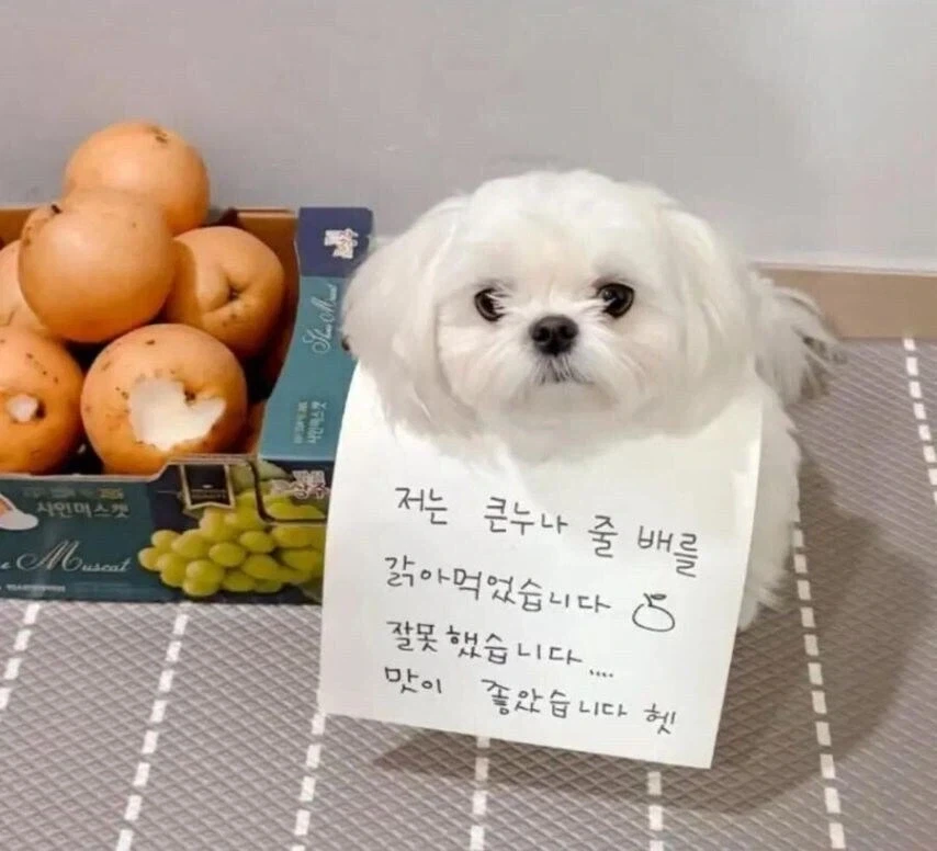 큰 누나 배를 갉아먹은 강아지_1.webp