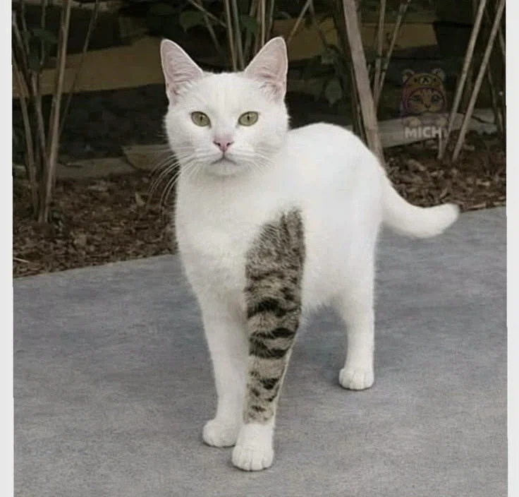 문신고양이_1.webp