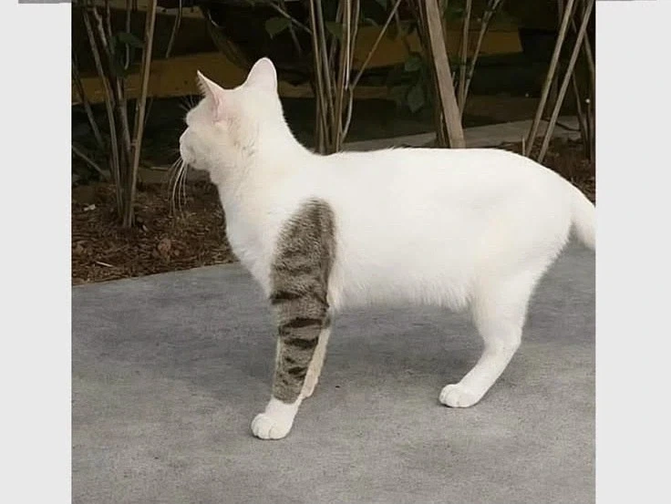 문신고양이_2.webp