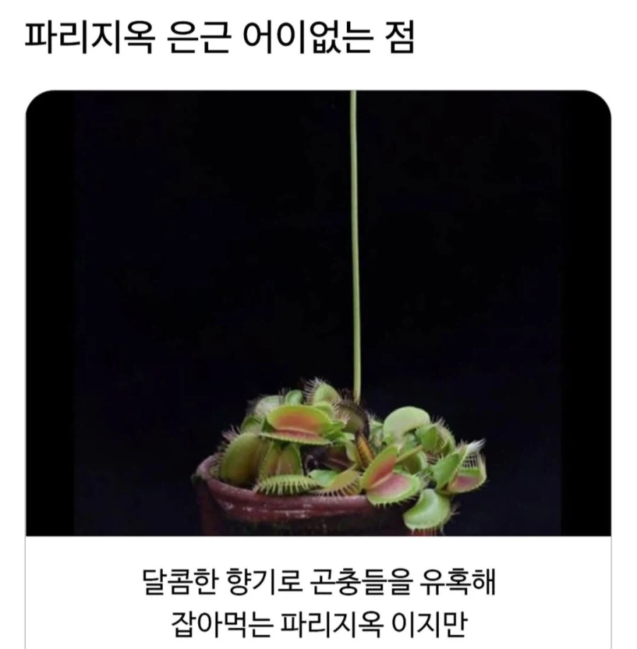 파리지옥 은근 어이없는 점_1.webp