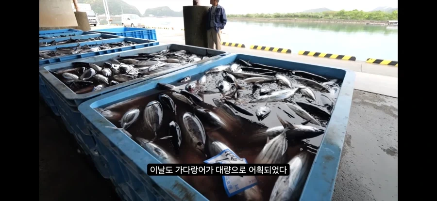 가쓰오부시 만들어지는 과정_1.webp