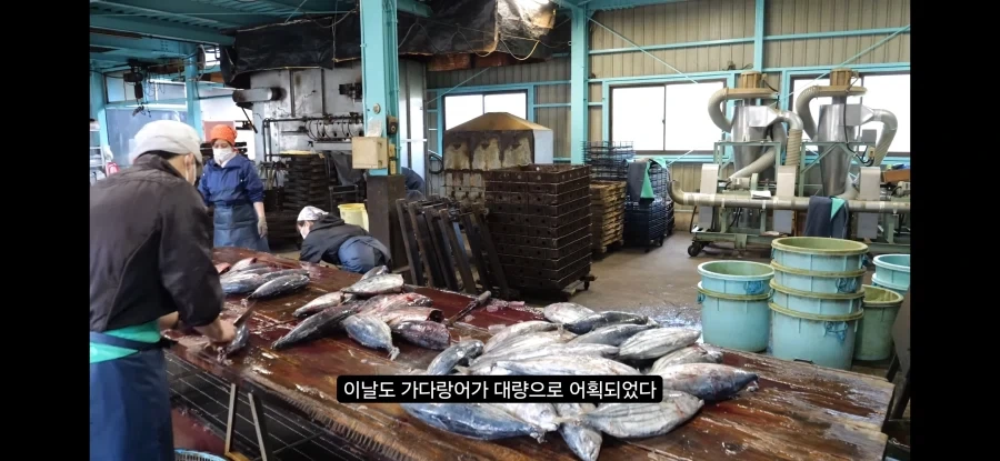 가쓰오부시 만들어지는 과정_2.webp