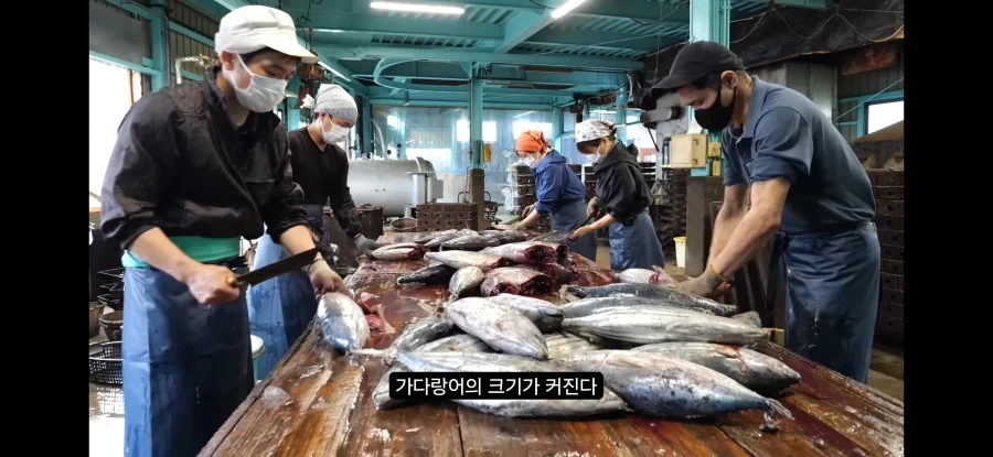 가쓰오부시 만들어지는 과정_3.webp
