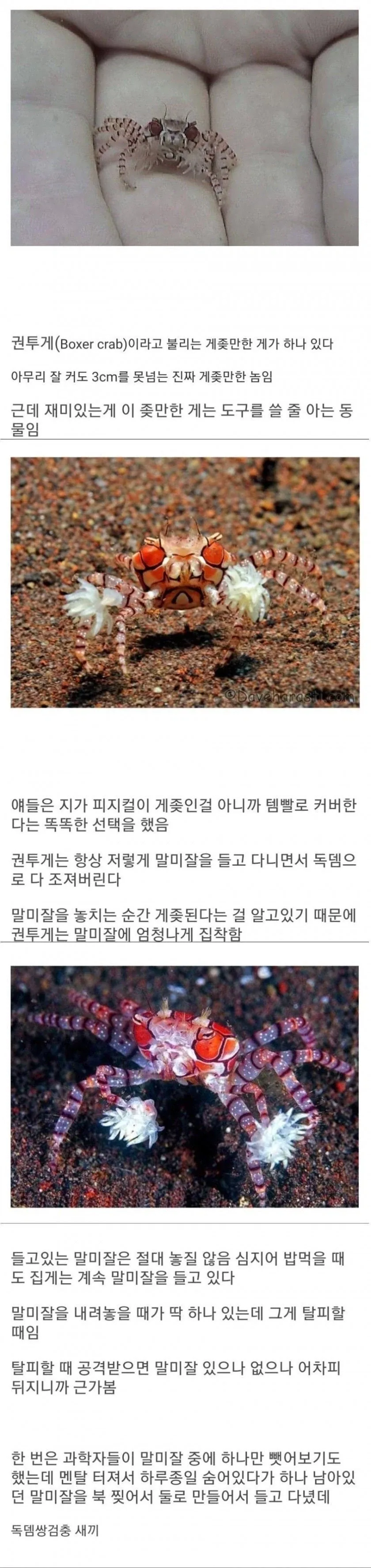 템빨을 앞세워서 사는 생물.jpg_1.webp