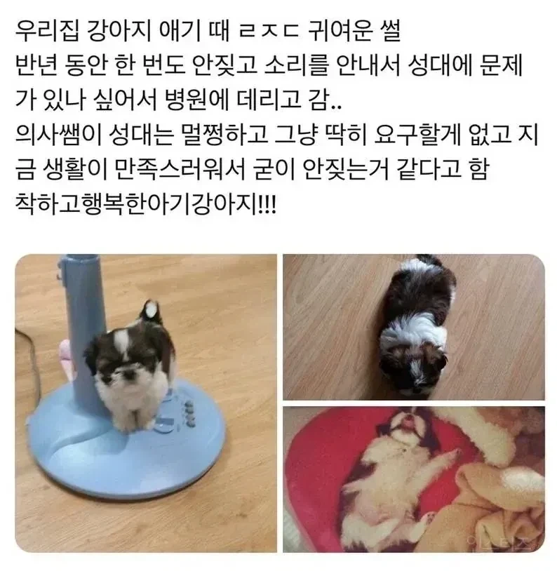 강아지가 반년간 한번도 안 짖은 이유_1.webp