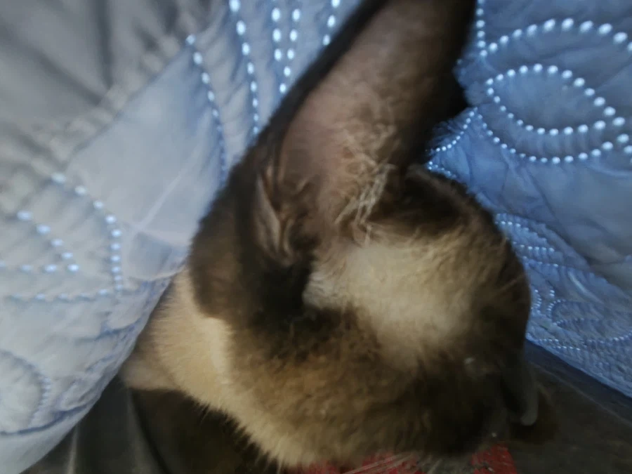 우리집 고양이 이렇게 보니까 개같네 진짜..._1.webp