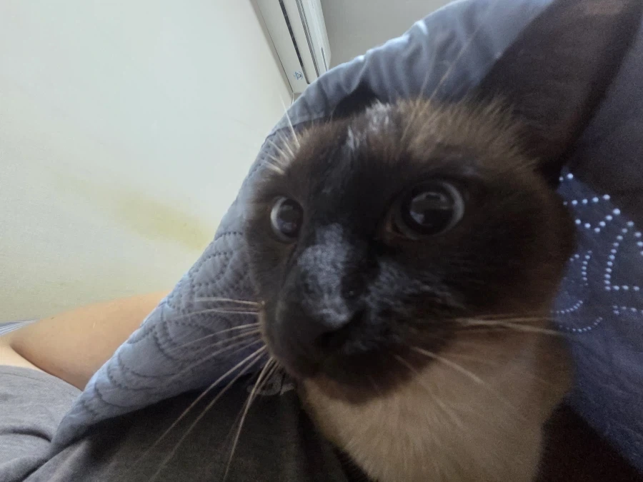 우리집 고양이 이렇게 보니까 개같네 진짜..._2.webp