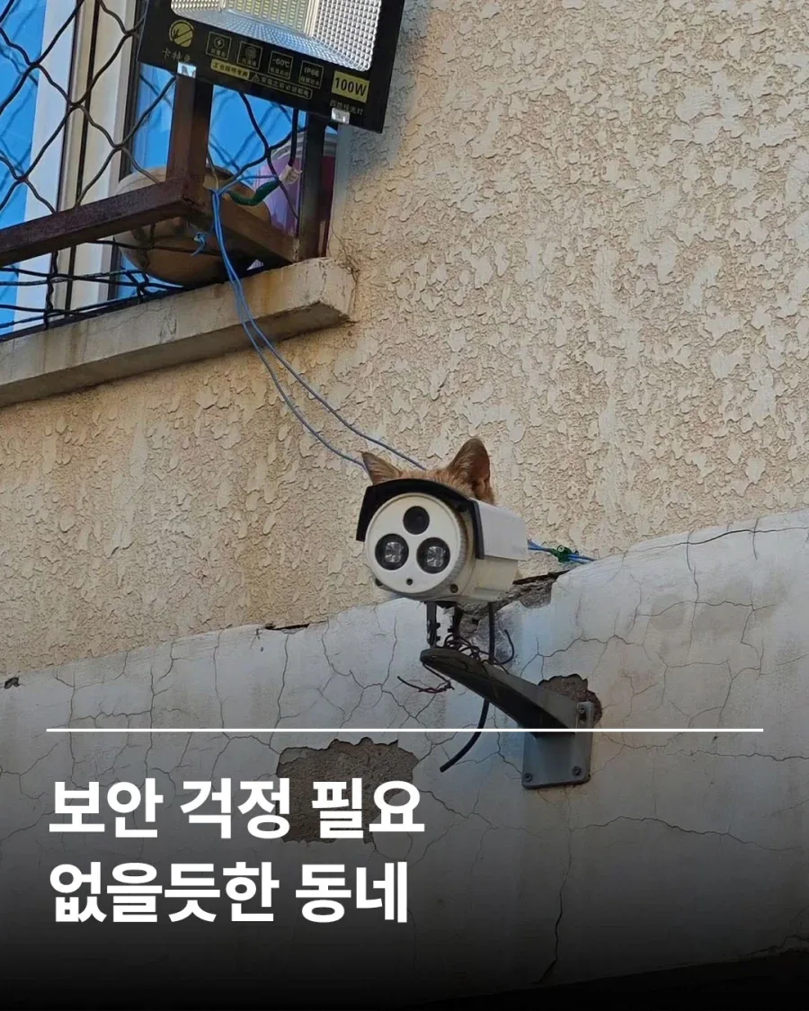 지켜보고있다냥!_1.webp