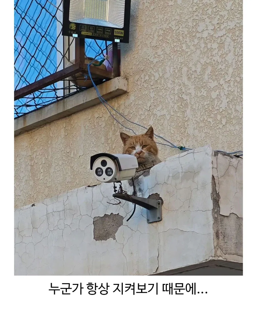 지켜보고있다냥!_2.webp
