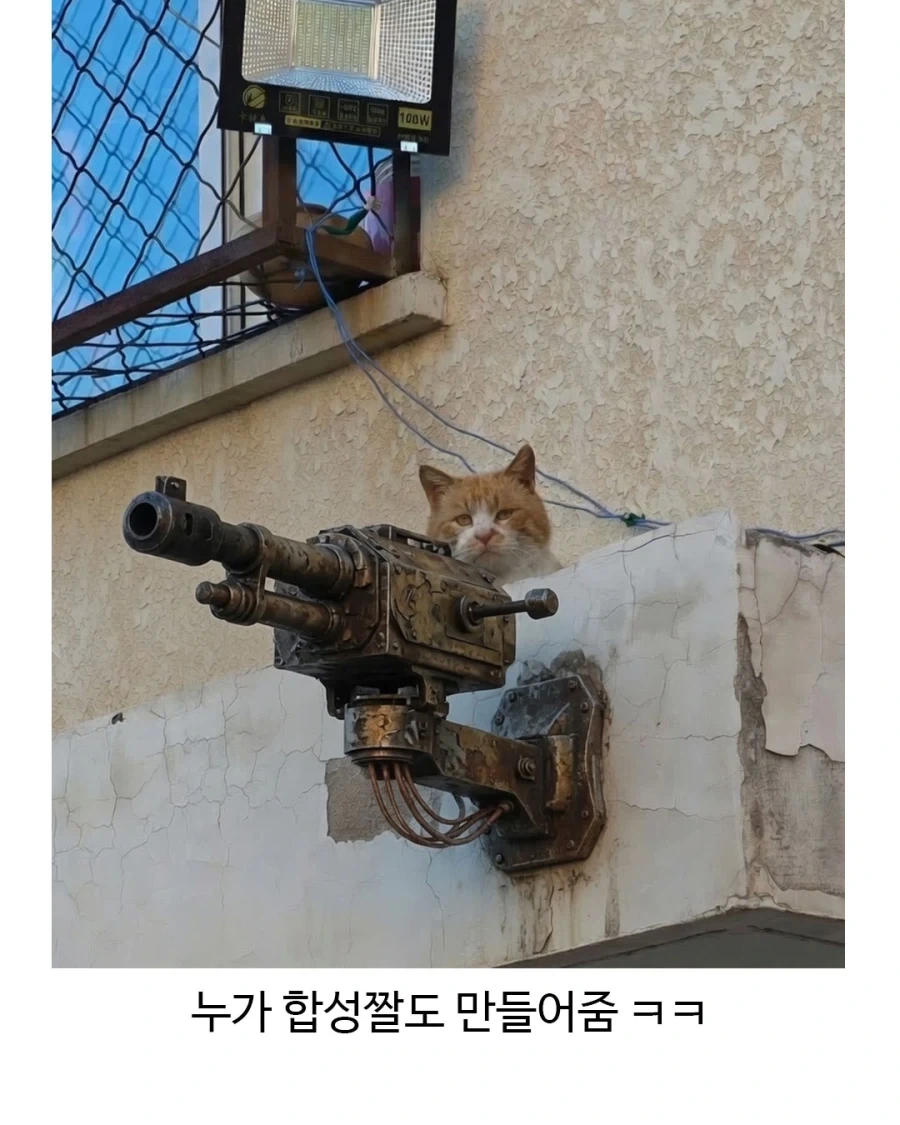 지켜보고있다냥!_3.webp