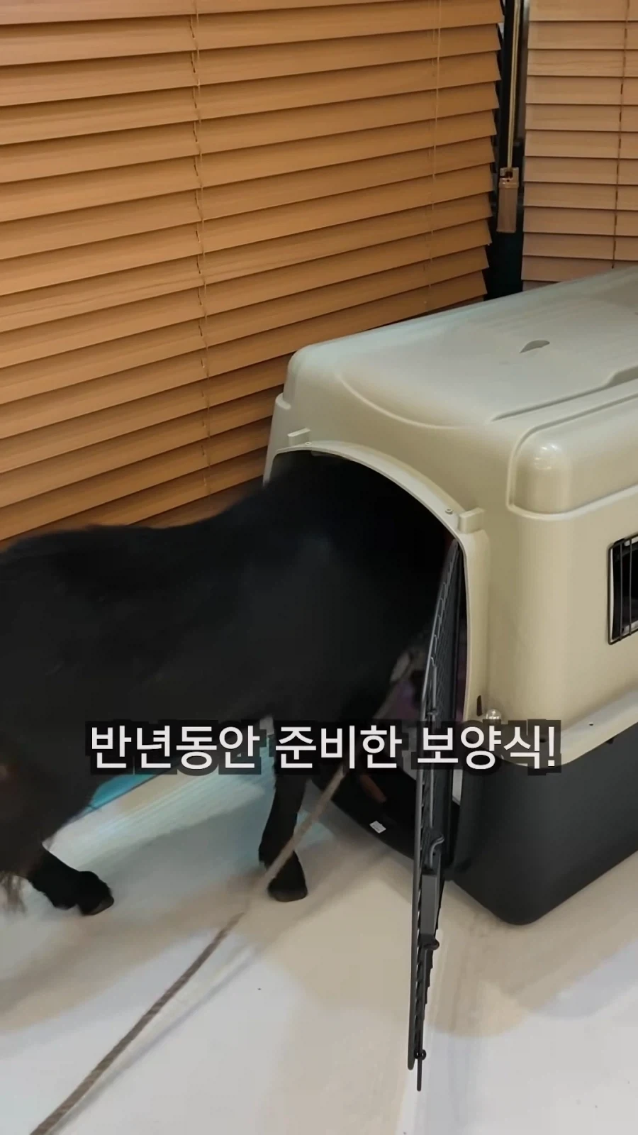 최씨남매 흑염소 쇼츠 올라옴_1.webp