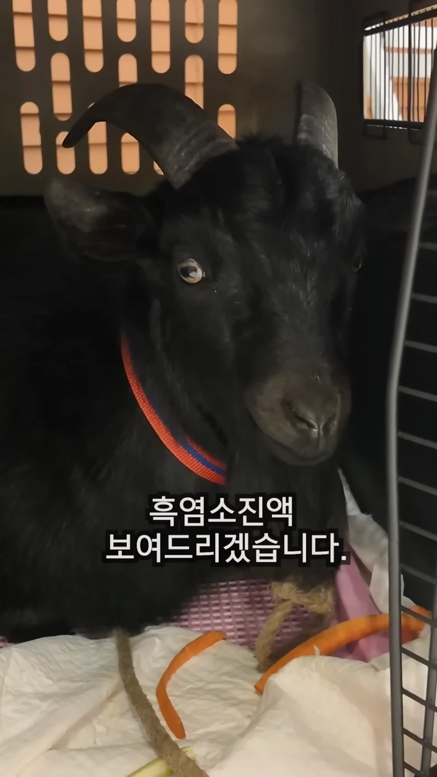 최씨남매 흑염소 쇼츠 올라옴_2.webp