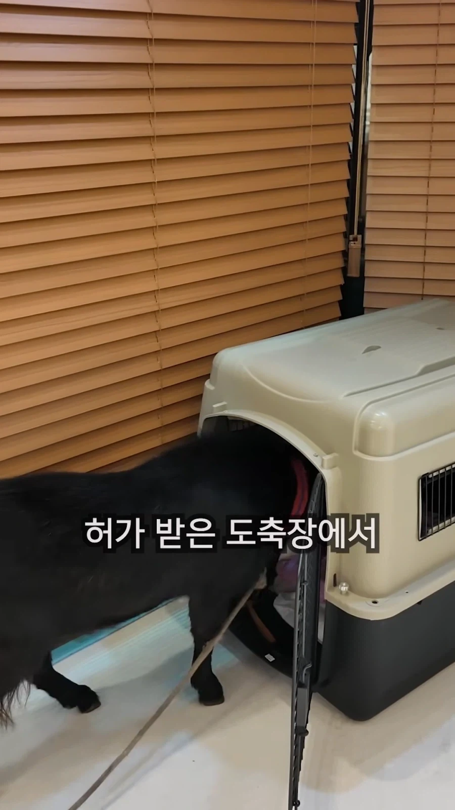 최씨남매 흑염소 쇼츠 올라옴_5.webp