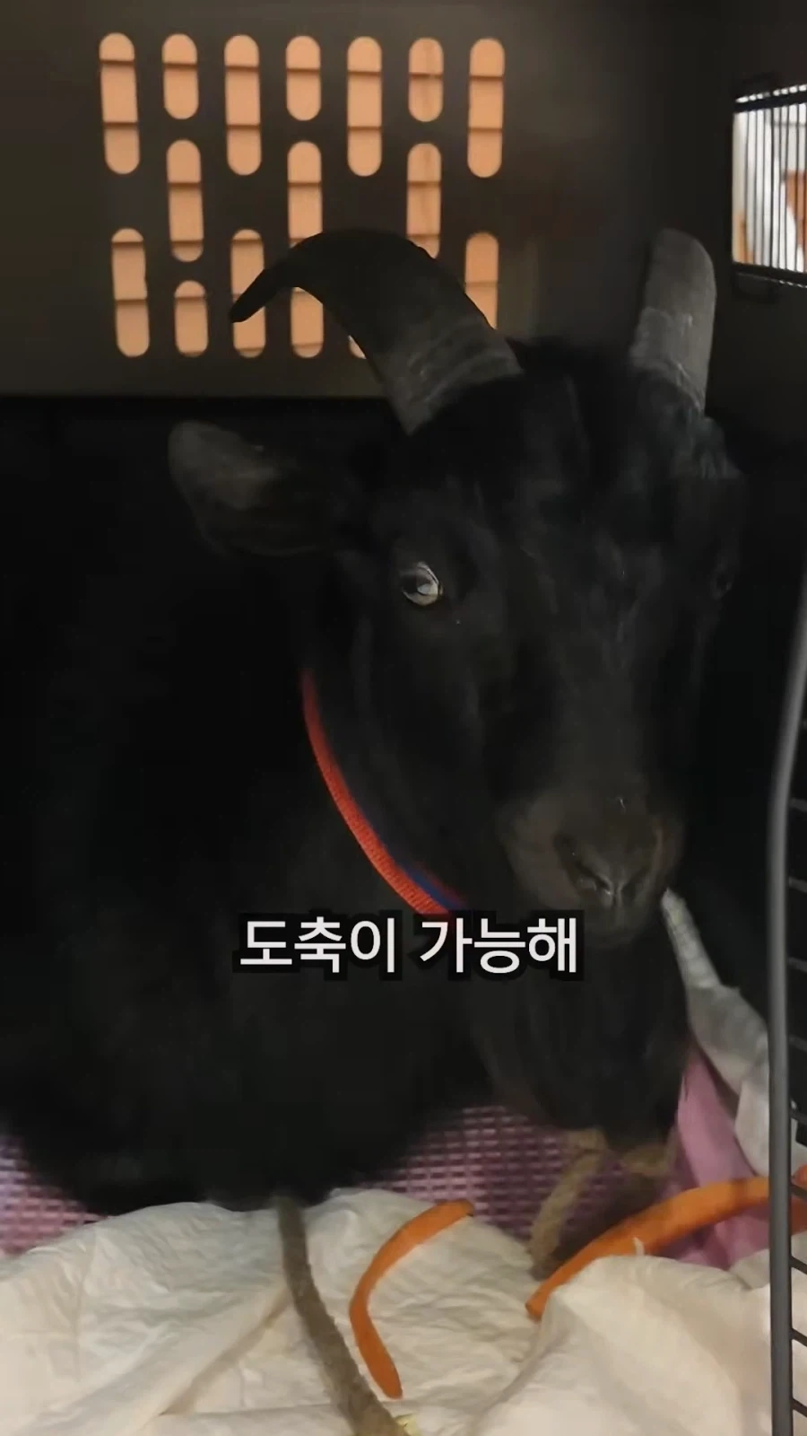 최씨남매 흑염소 쇼츠 올라옴_6.webp