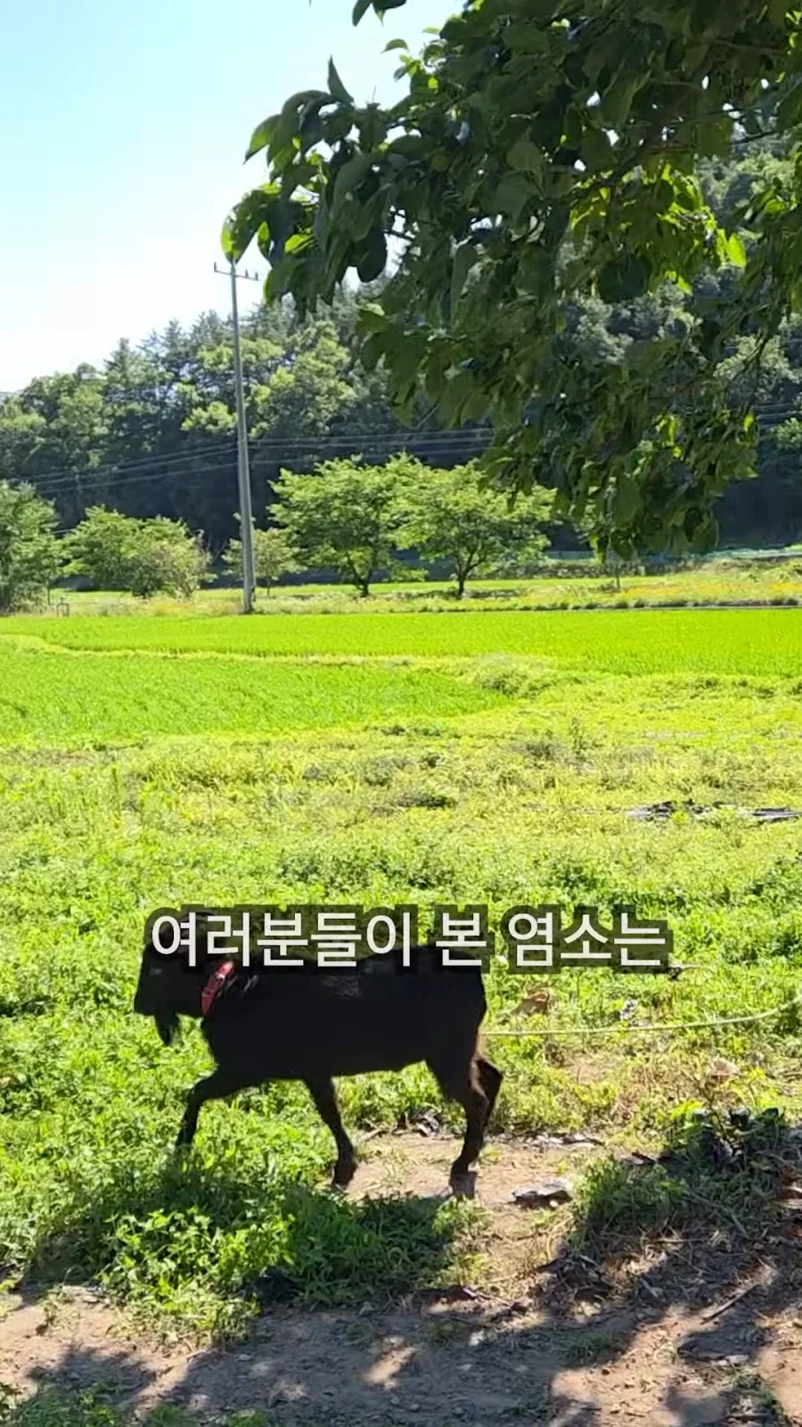 최씨남매 흑염소 쇼츠 올라옴_8.webp