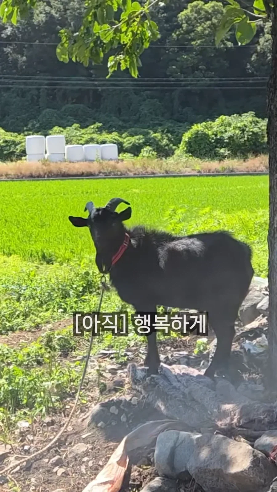최씨남매 흑염소 쇼츠 올라옴_9.webp