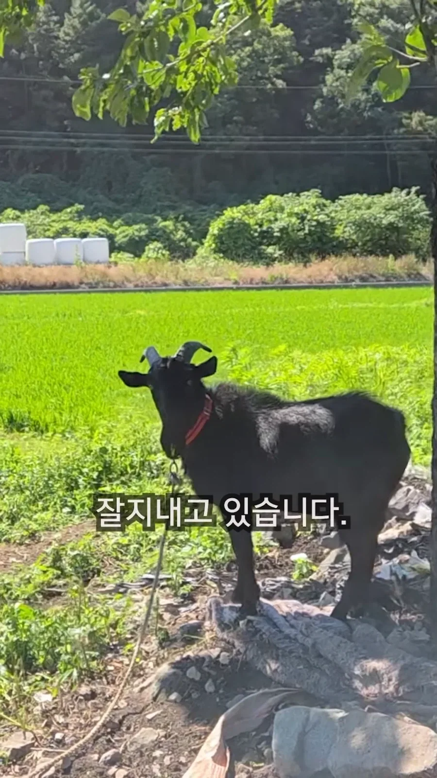 최씨남매 흑염소 쇼츠 올라옴_10.webp