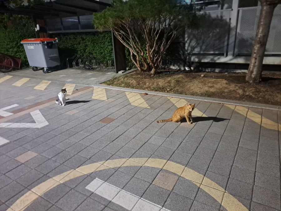 길에서 고양이 찍었어_1.webp