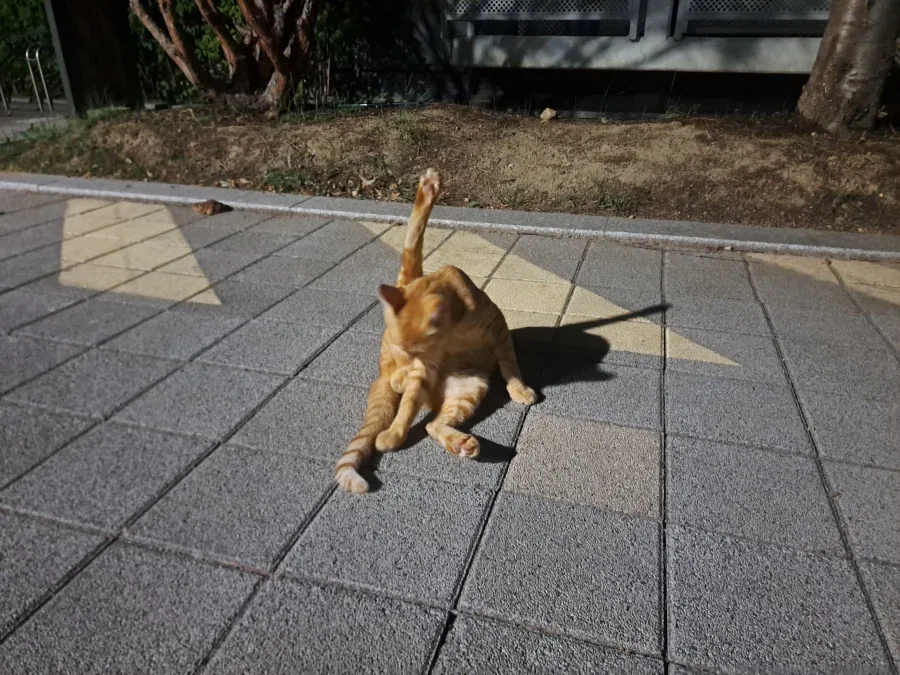 길에서 고양이 찍었어_2.webp