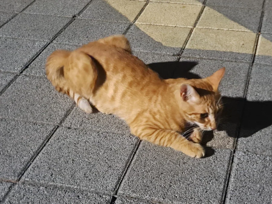 길에서 고양이 찍었어_3.webp