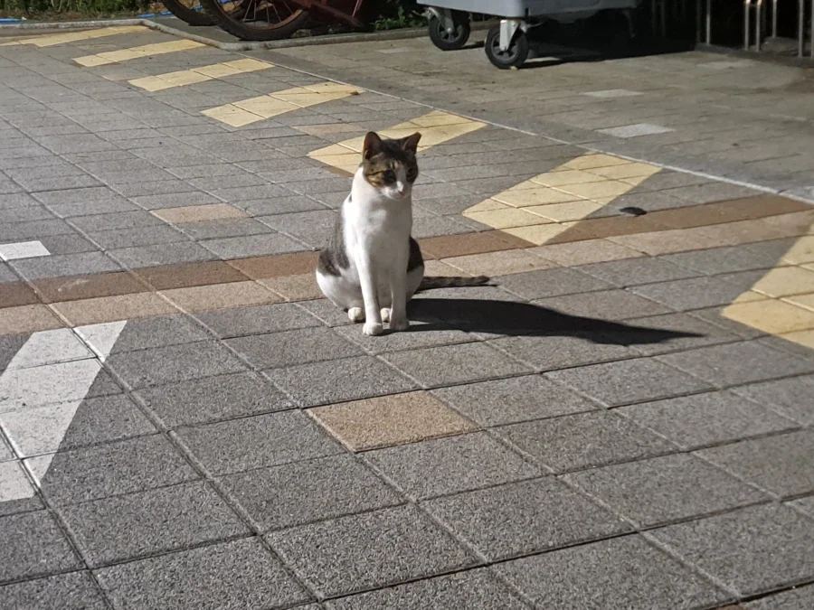 길에서 고양이 찍었어_4.webp