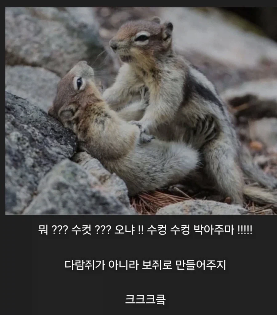수컷다람쥐_1.webp