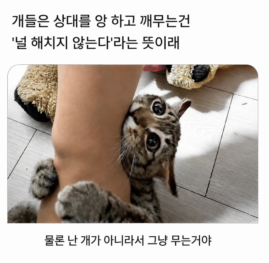 개들이 앙 하고 깨무는 건 해지지 않는다 뜻이래_1.webp