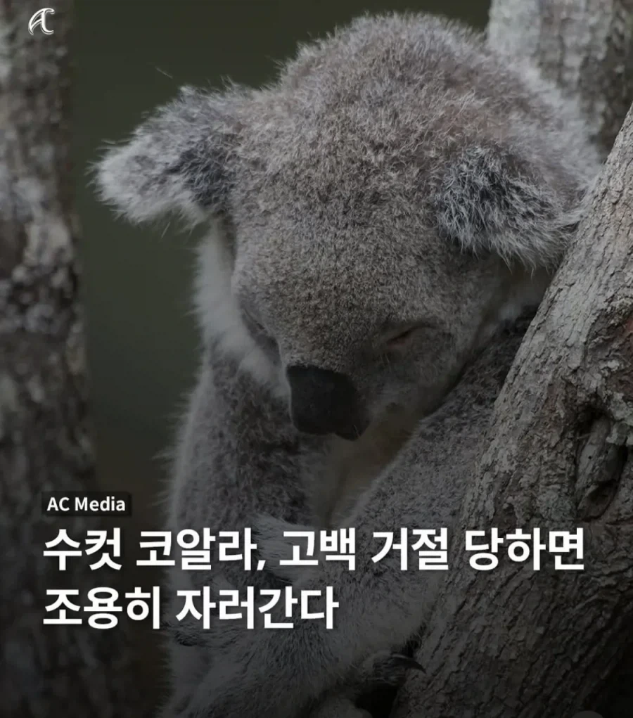 수컷 코알라가 고백 거절당하면 하는일_1.webp