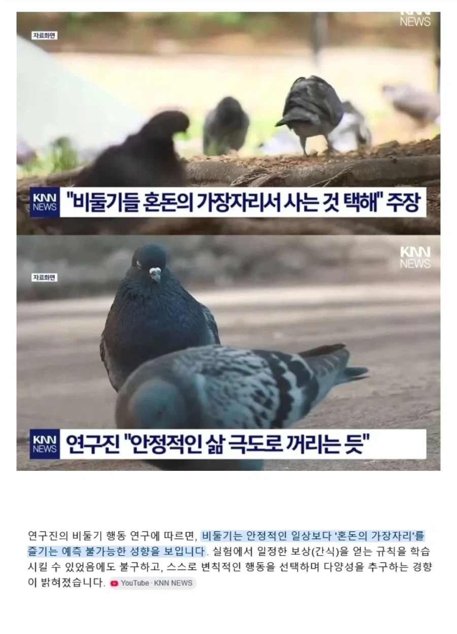 주식)보니까 비둘기 생존전략이_1.webp