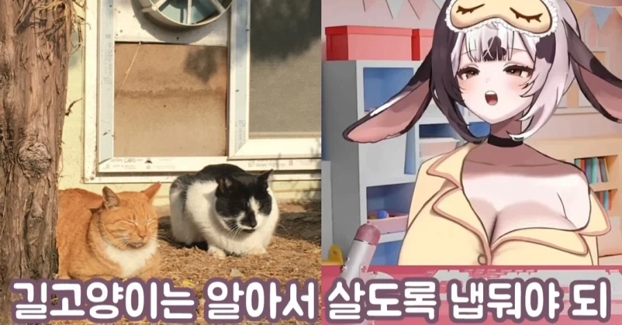 여성 방송인