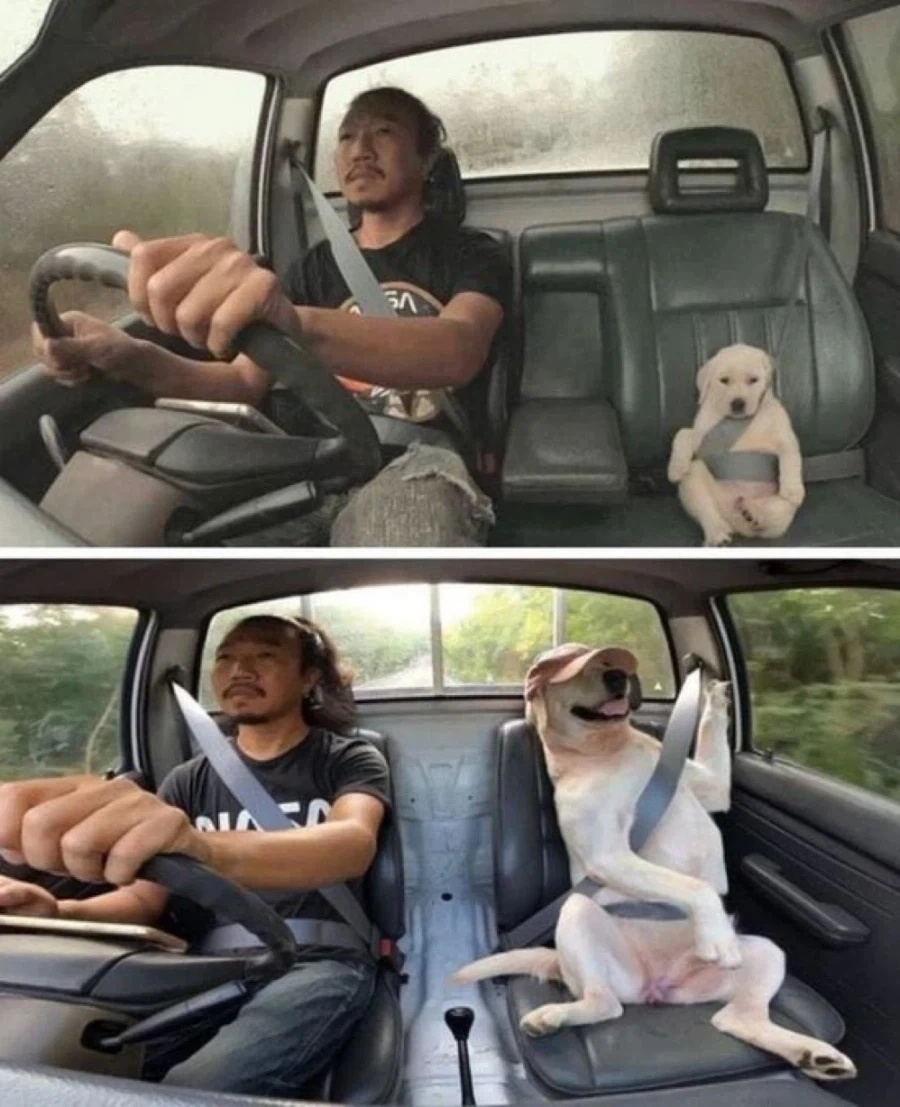 면허 딸 생각이 전혀 없는 동승자.jpg_1.webp