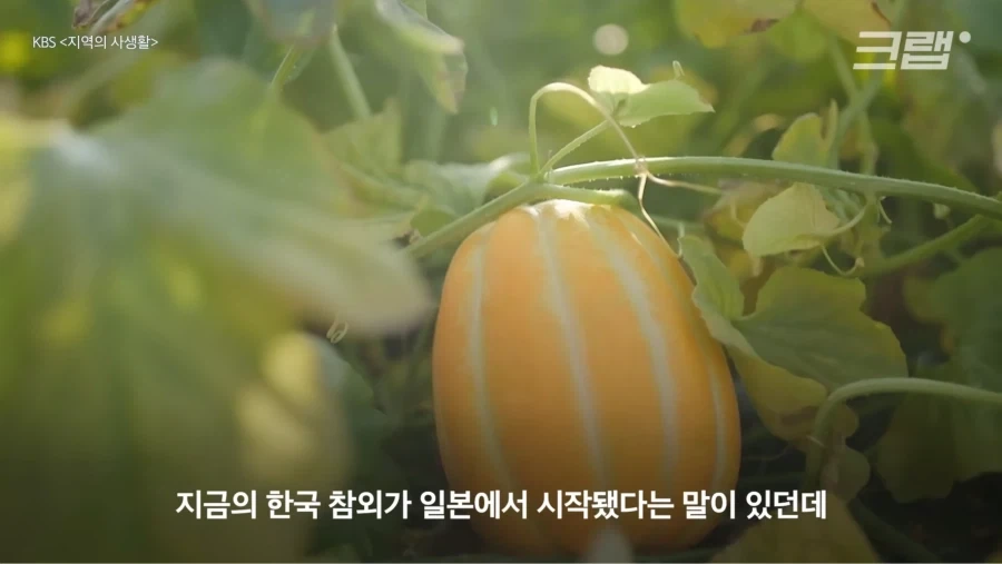 한국 참외가 일본에서 왔다는게 사실일까_1.webp