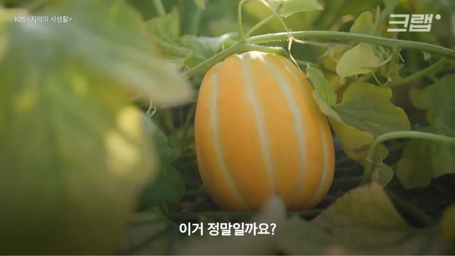 한국 참외가 일본에서 왔다는게 사실일까_2.webp