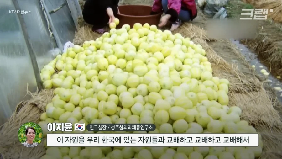 한국 참외가 일본에서 왔다는게 사실일까_6.webp