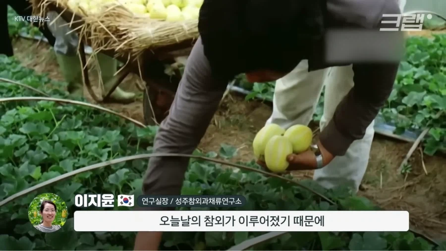 한국 참외가 일본에서 왔다는게 사실일까_7.webp
