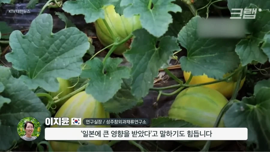 한국 참외가 일본에서 왔다는게 사실일까_8.webp