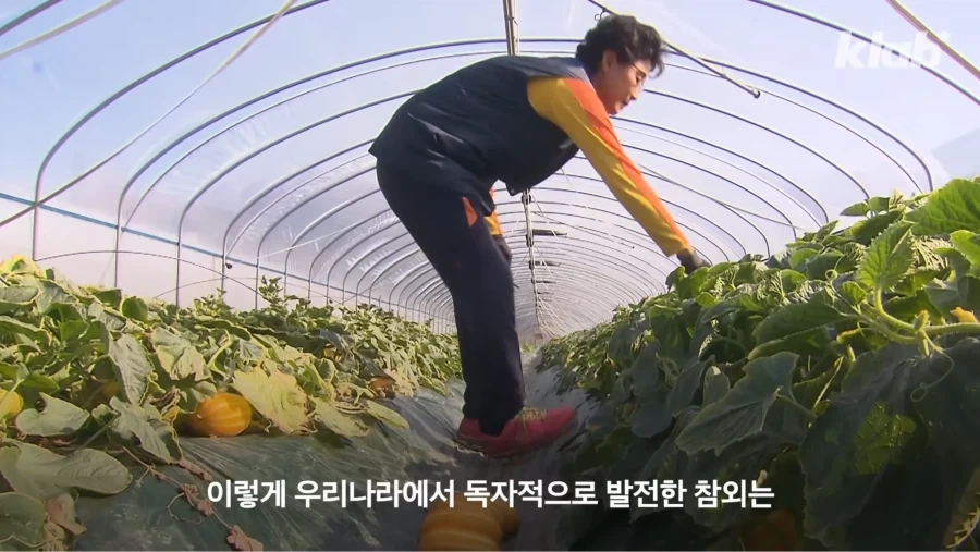 한국 참외가 일본에서 왔다는게 사실일까_9.webp