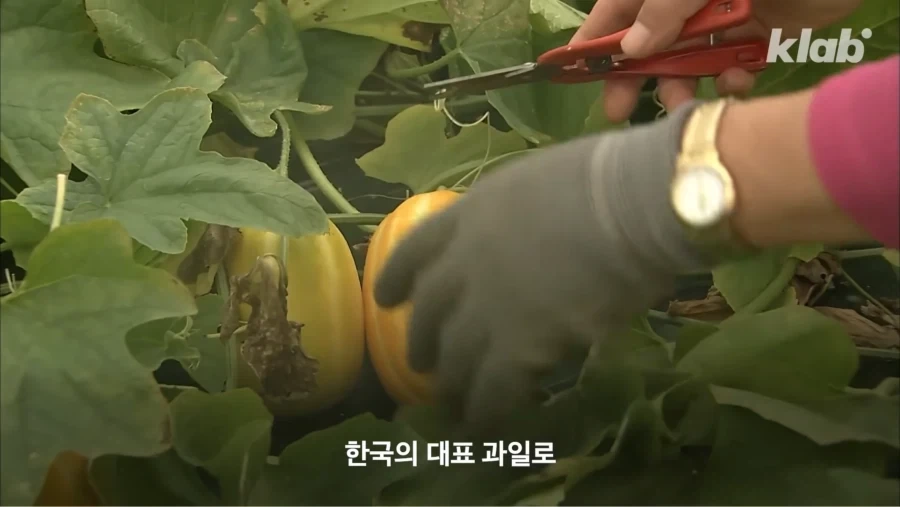 한국 참외가 일본에서 왔다는게 사실일까_10.webp