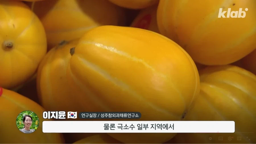 한국 참외가 일본에서 왔다는게 사실일까_14.webp