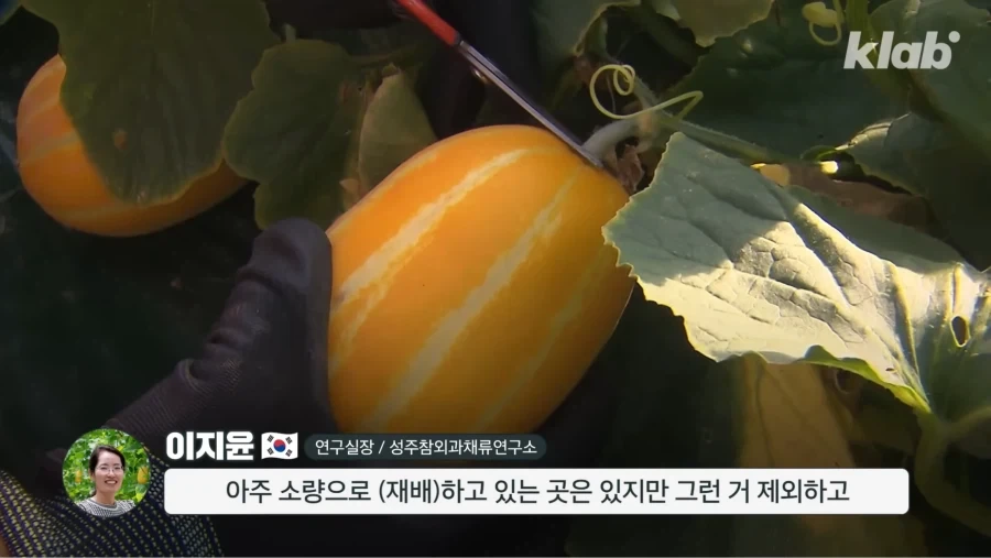 한국 참외가 일본에서 왔다는게 사실일까_15.webp