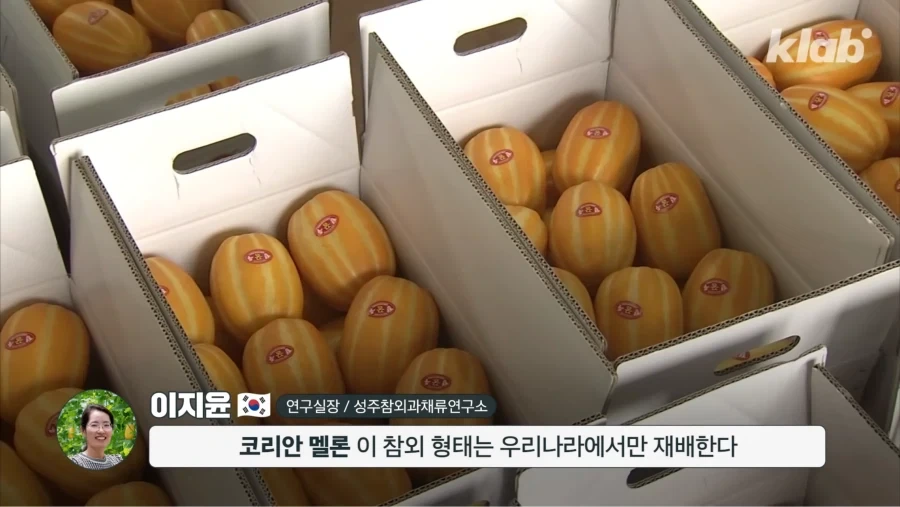 한국 참외가 일본에서 왔다는게 사실일까_16.webp
