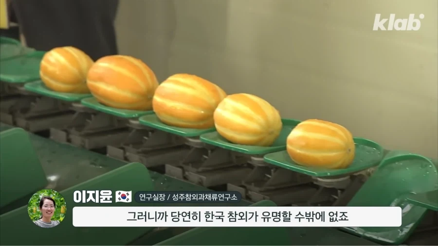 한국 참외가 일본에서 왔다는게 사실일까_17.webp