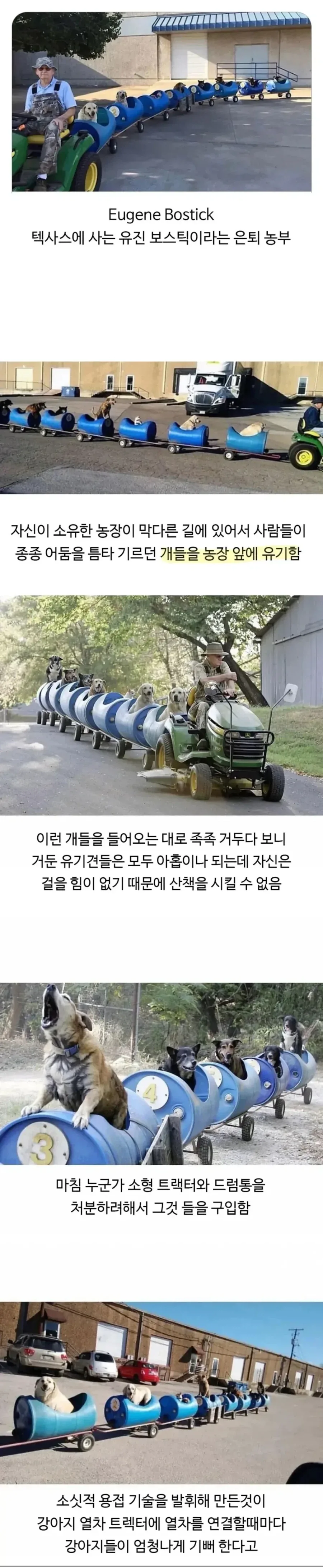 80대 할아버지가 강아지들이랑 산책하는 방법_1.webp
