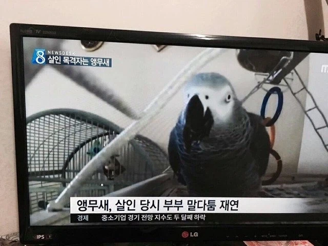앵무새)금마가 범인이었음 ㄷㄷㄷㄷㄷㄷㄷㄷ_1.webp