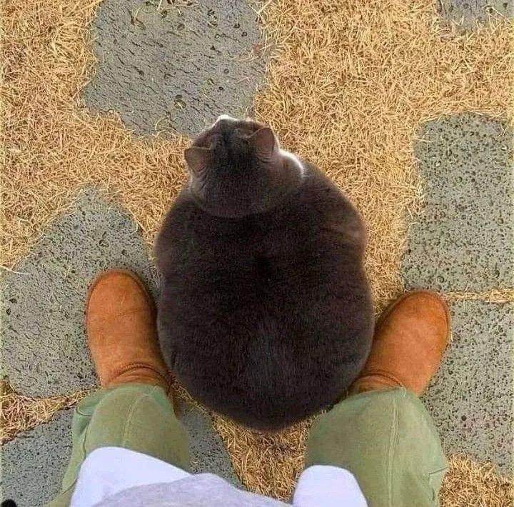 굉장한 뚱냥이_1.webp