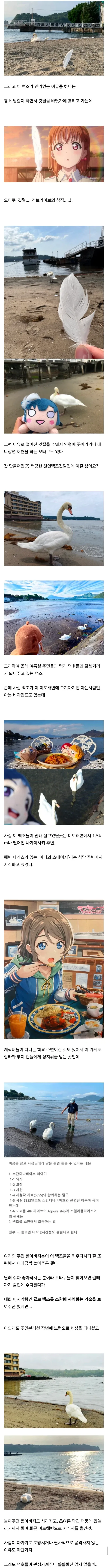 백조가 돌아다닌다고 화제인 일본 해수욕장_4.webp