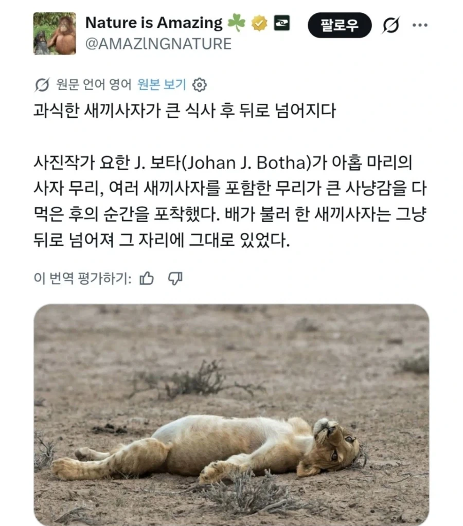 새끼 사자 : 아이고 잘 먹었다._1.webp
