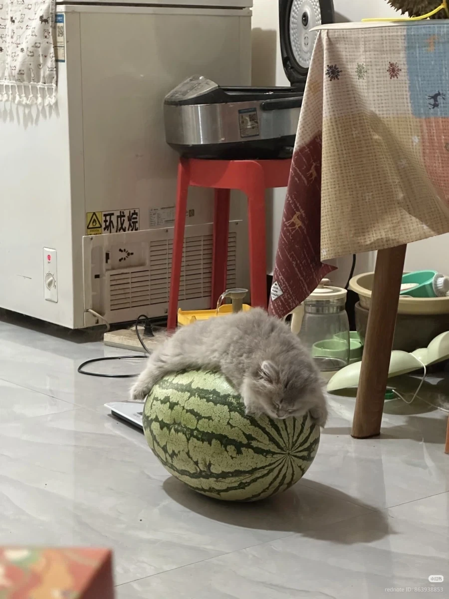 피서철 고양이_1.webp
