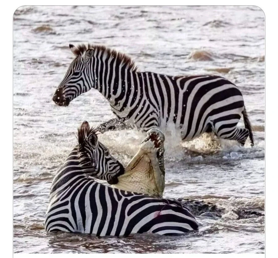 야 너 아까 다큐찍을때 좀 아프게 깨물더라?.jpg_1.webp